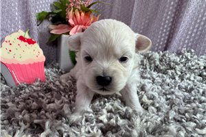 Bagel - Poma-Poo - Pomapoo for sale