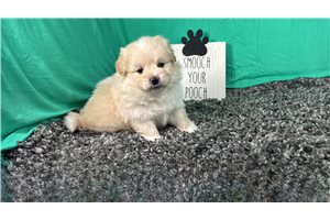 Boots - Poma-Poo - Pomapoo for sale