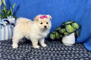 Buffy - Poma-Poo - Pomapoo for sale