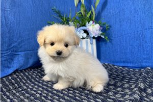 Biscuit - Poma-Poo - Pomapoo for sale