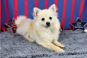 Garry - Pomeranian for sale