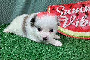 Ellie - Pomeranian for sale