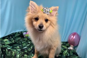 Faith - Pomeranian for sale