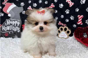Scarlett - puppy for sale
