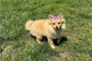 Faith - Pomeranian for sale