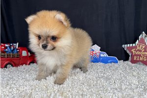 Lamont - Pomeranian for sale
