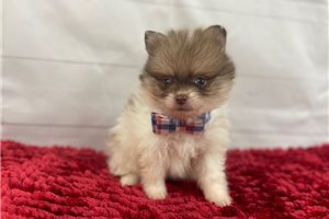 Cash - Pomeranian for sale