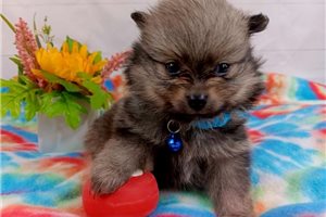 Joey - Pomeranian for sale