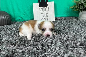 Chip - Pomeranian for sale