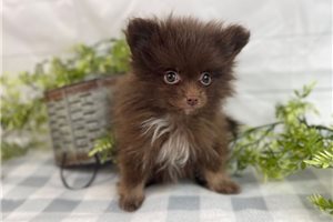 Chip - Pomeranian for sale