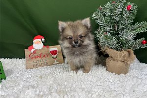 August - Pomeranian for sale