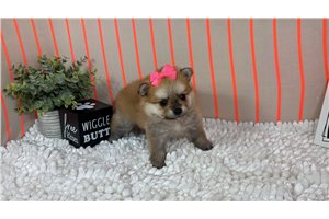 Ladora - Pomeranian for sale