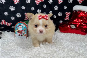 Peaches - puppy for sale