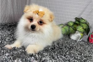 Sally - Pomeranian for sale