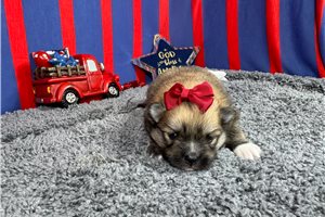 Nalia - Pomeranian for sale
