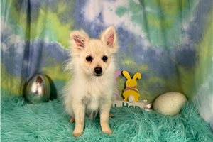 Garry - Pomeranian for sale
