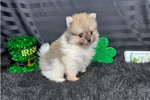 Mark - Pomeranian for sale