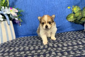 Chien - Pomeranian for sale