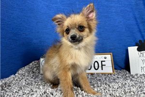 River - Pomeranian for sale