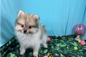 Mister - Pomeranian for sale