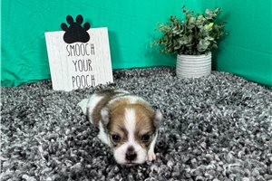 Chien - Pomeranian for sale
