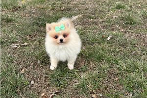 Suzie - Pomeranian for sale