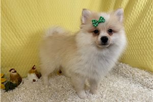 Suzie - Pomeranian for sale