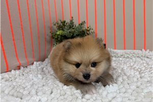 Nautilus - Pomeranian for sale
