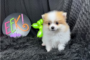 Chip - Pomeranian for sale