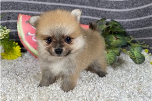Lamont - Pomeranian for sale