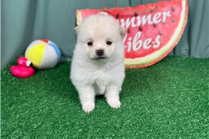 Edgar - puppy for sale