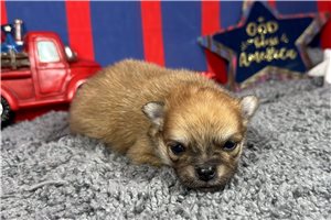 Lamont - Pomeranian for sale