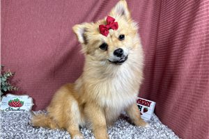 Nellie - Pomeranian for sale
