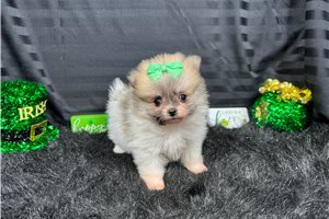 Meadow - Pomeranian for sale