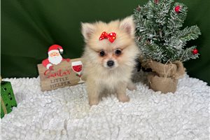 Barbi - puppy for sale