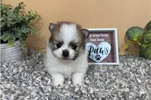 Fenway - Pomeranian for sale