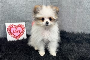 Shiloh - puppy for sale