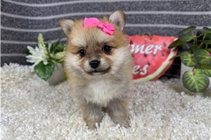 Ladora - Pomeranian for sale