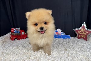 Lance - Pomeranian for sale