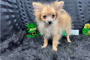 River - Pomeranian for sale