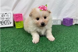 Sugar - Pomeranian for sale