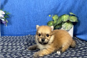 Chieftain - Pomeranian for sale