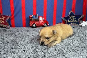 Lance - Pomeranian for sale