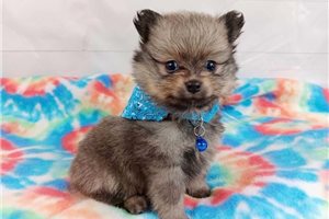 Jake - Pomeranian for sale