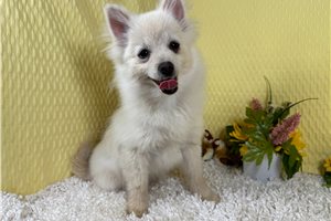 Garry - Pomeranian for sale