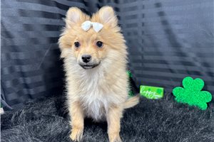 Penny - Pomeranian for sale