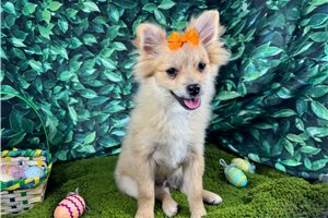 Penny - Pomeranian for sale