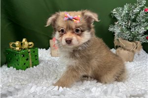 Fancy - puppy for sale