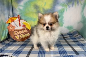 Fenway - Pomeranian for sale