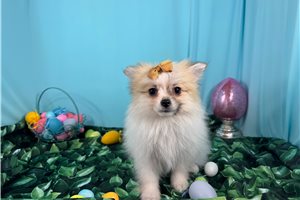 Leann - Pomeranian for sale